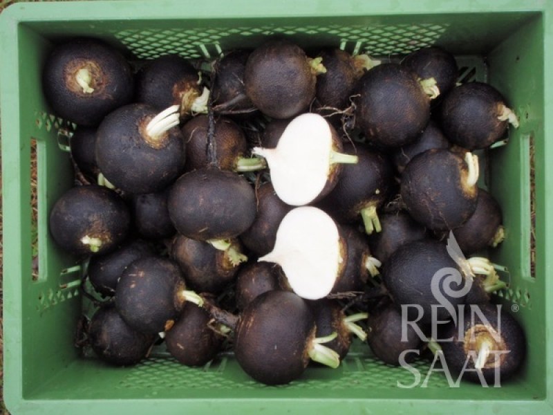 re030-cierna redkoev bio